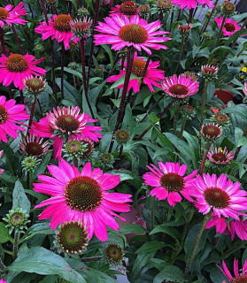 Echinacea purpurea 'Lakota rose'
